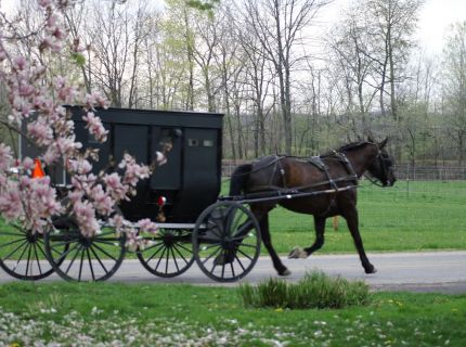 Amish buggy traveling down the road.