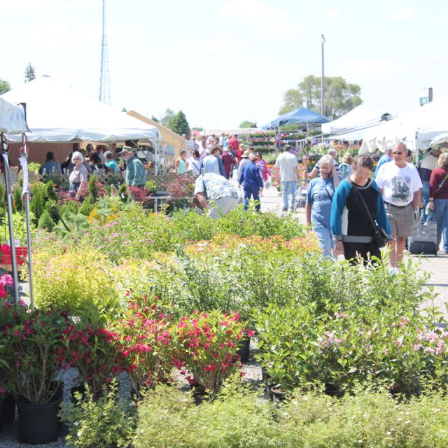 Landscaping Bushes with view of Shipshewana Flea Market