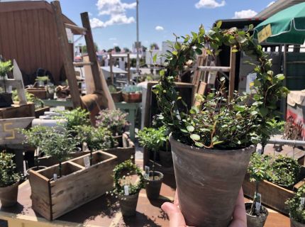 Close up vendor booth display vintage wooden items and plant topiaries 