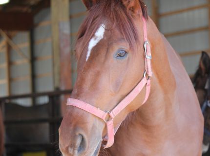 Brown horse headshot with pink bridal straps. 