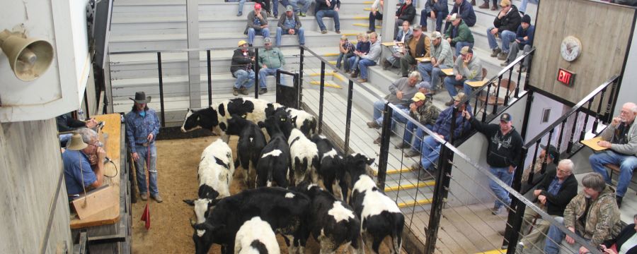 Sell: Livestock Auction (Wednesdays) | Shipshewana Auction & Flea Market