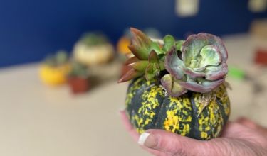 Easy DIY Mini Pumpkin Succulents