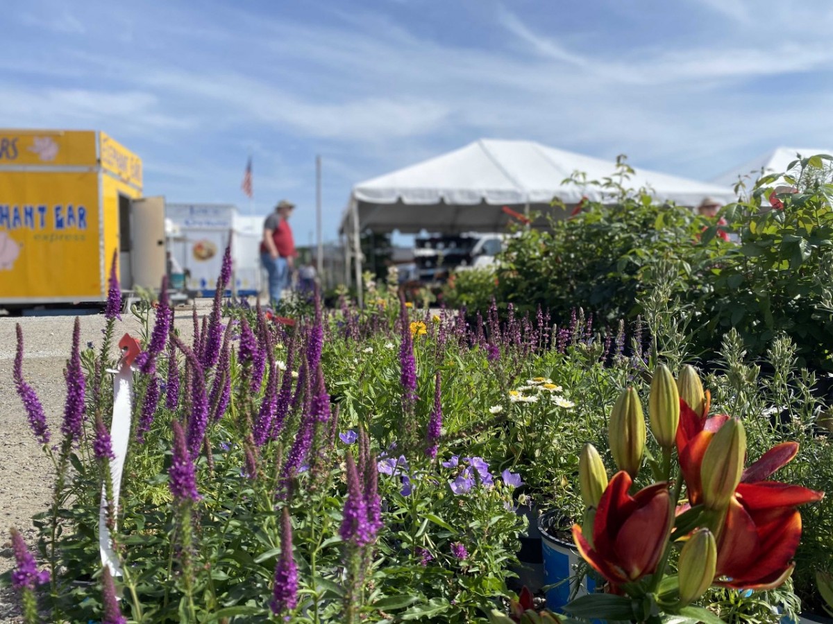 7 Tips from Shipshewana Flea Market for Selecting the Perfect Perennial