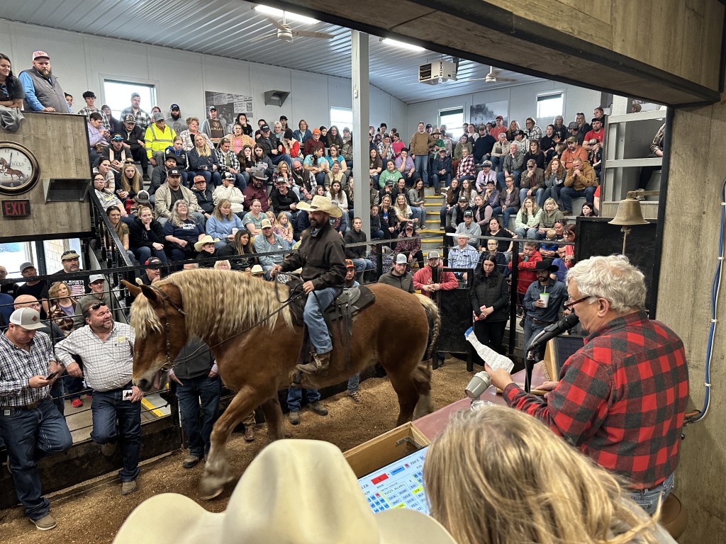 Good Friday & Day After Thanksgiving Horse Sale