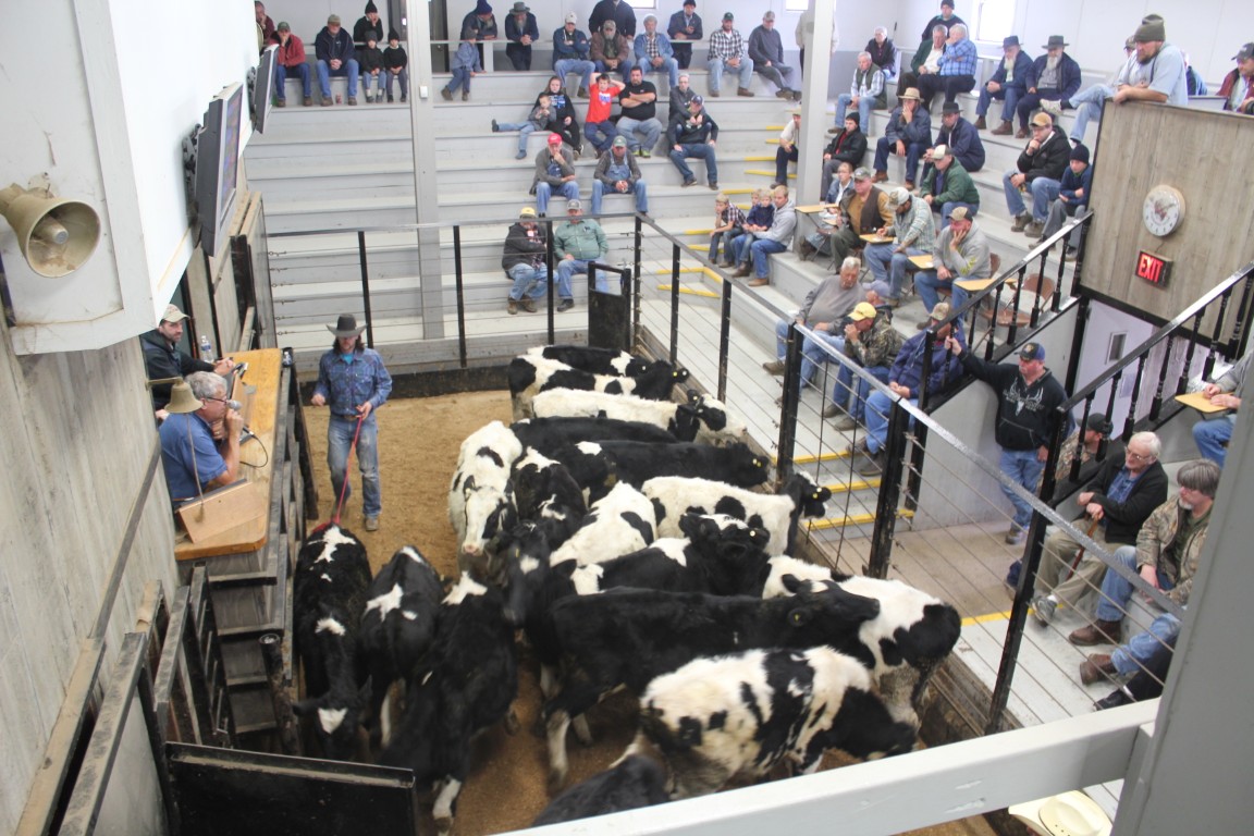 Weekly Livestock Auction