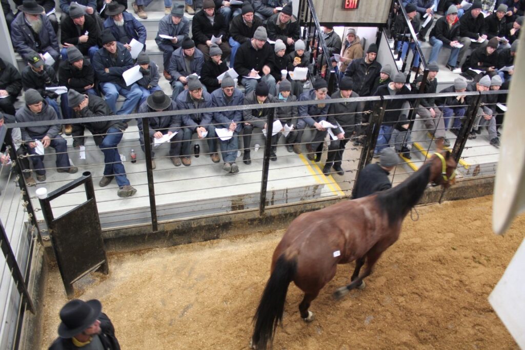 Standardbred Horse Sale