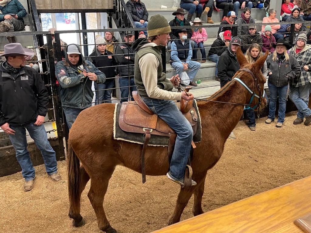 Weekly Horse Auction